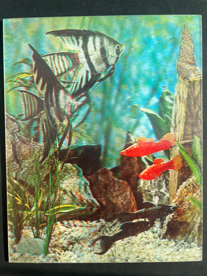 Gloriously Vibrant Kitsch 1970s 3D Aquarium Picture 10" x 8"