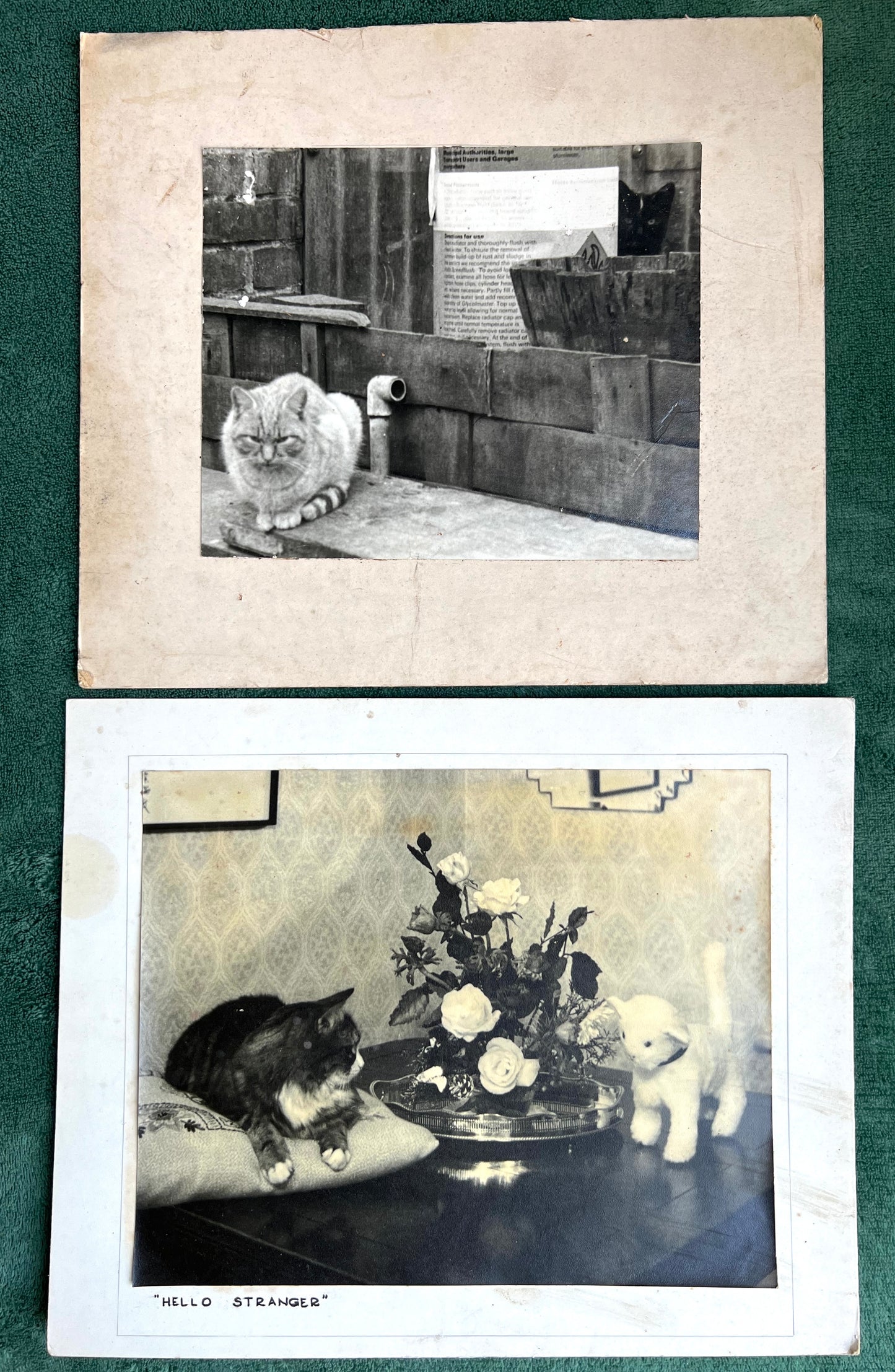 21 Old Photos of Cat..and sometimes Their Owners.. (F12)
