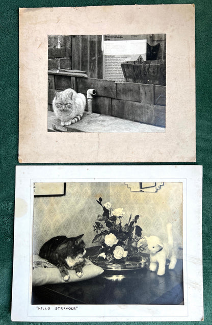 21 Old Photos of Cat..and sometimes Their Owners.. (F12)
