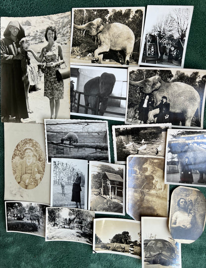 21 Old Photos of Animals, Lots of Elephants.. (F14)
