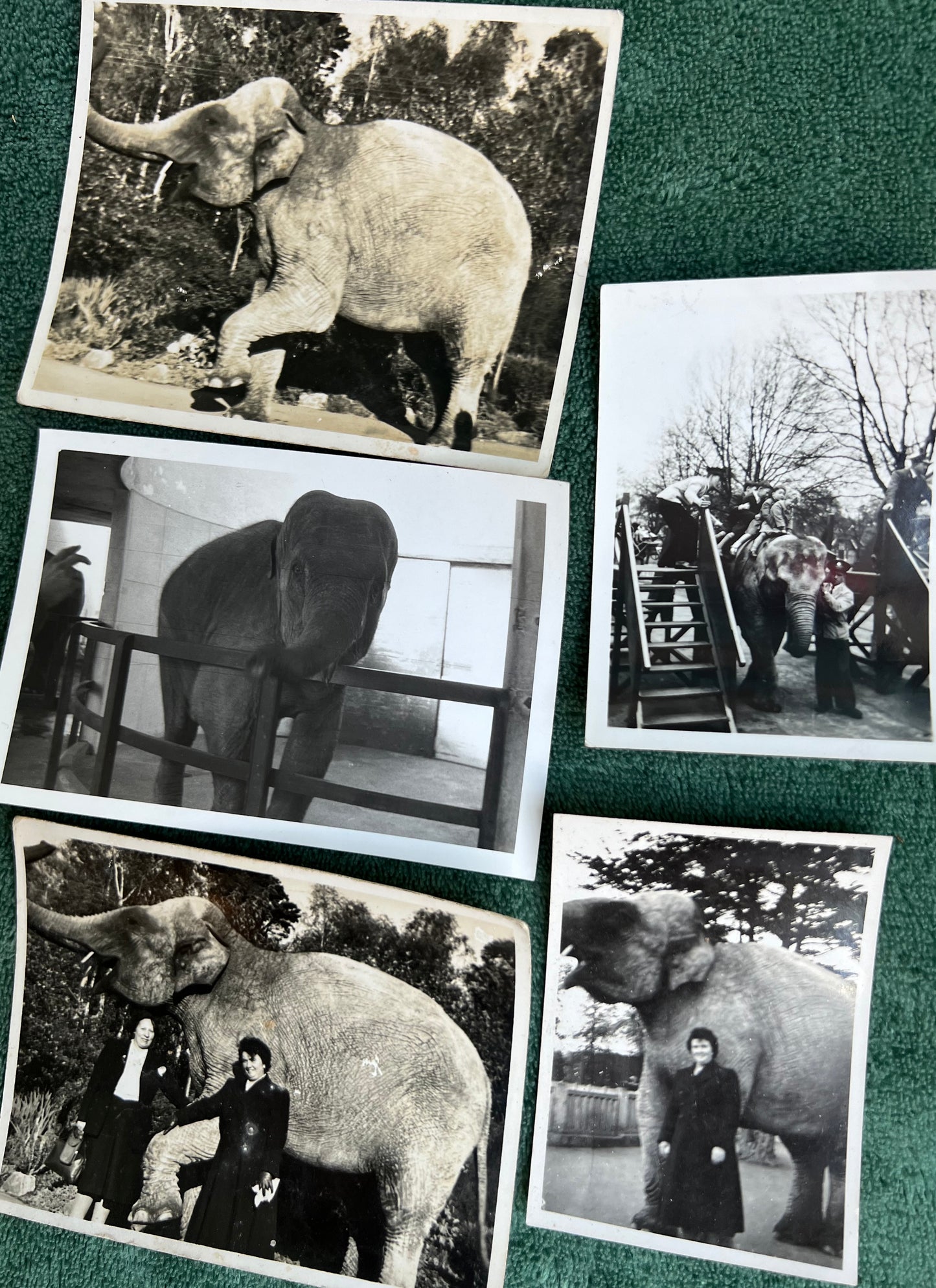 21 Old Photos of Animals, Lots of Elephants.. (F14)