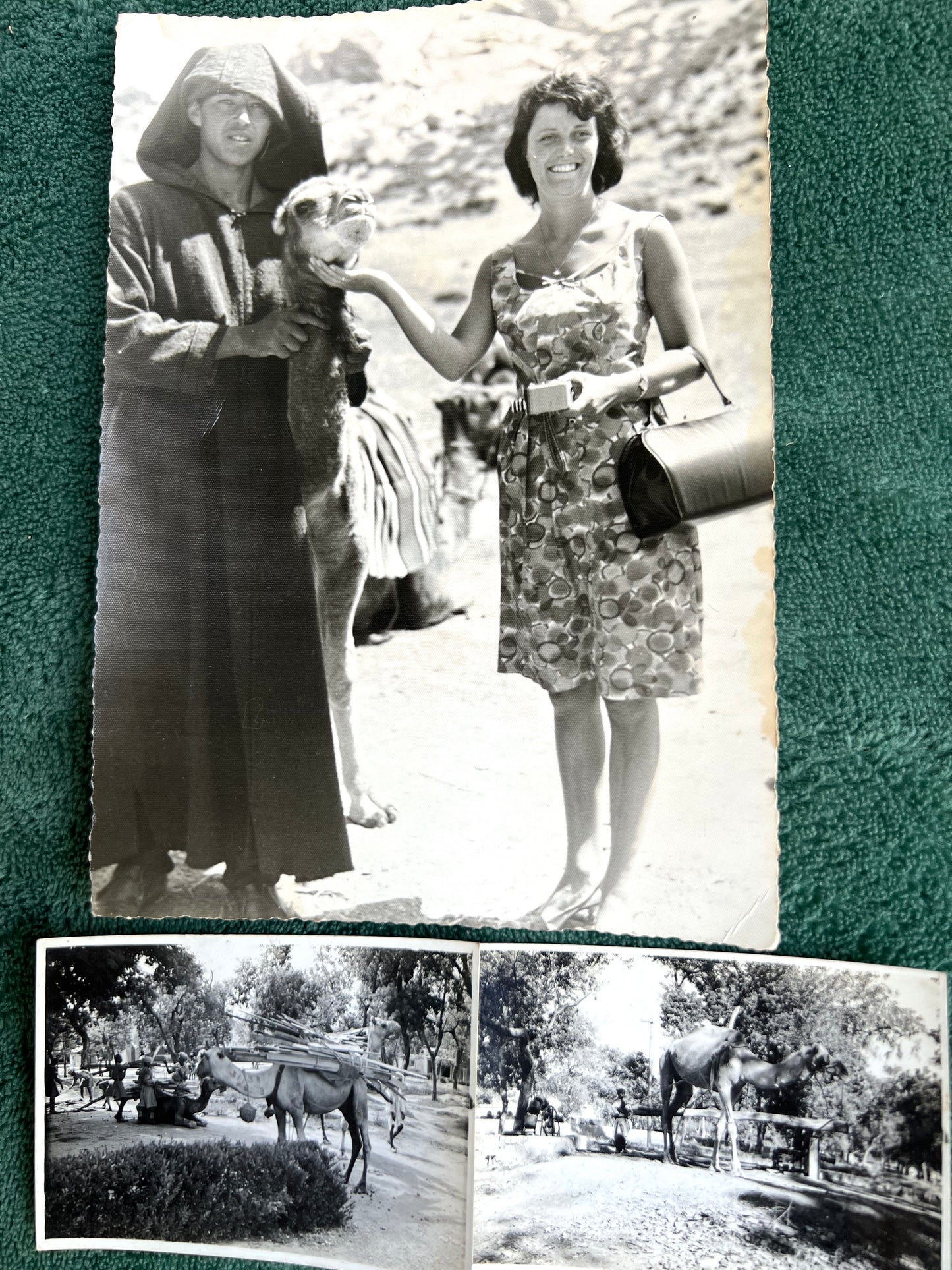 21 Old Photos of Animals, Lots of Elephants.. (F14)