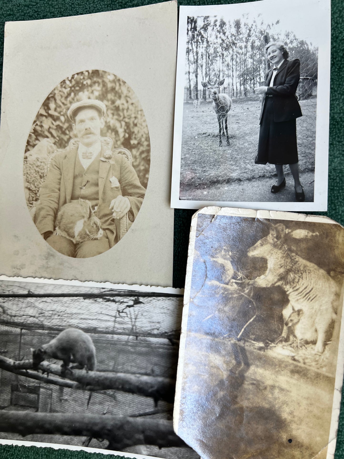 21 Old Photos of Animals, Lots of Elephants.. (F14)