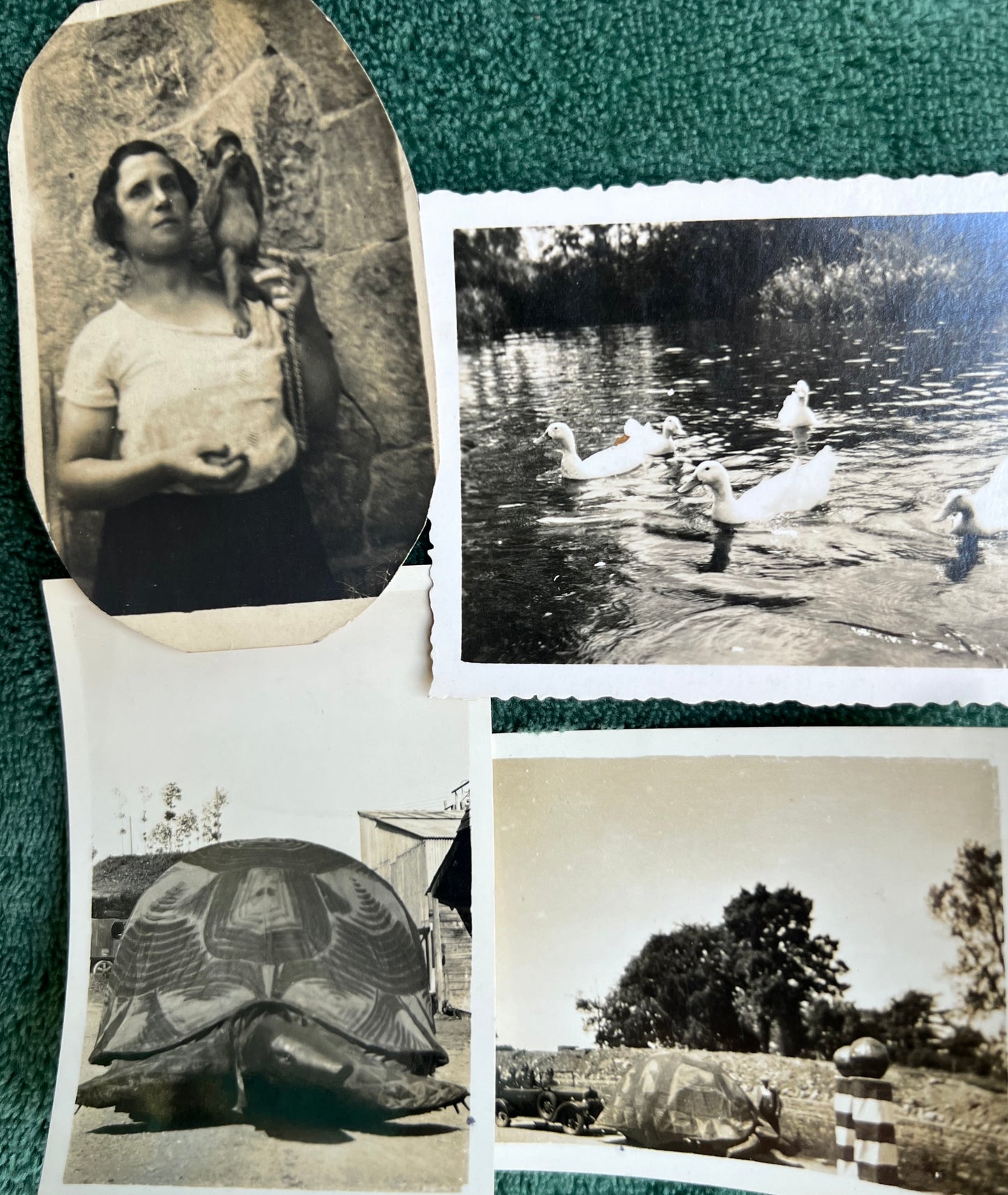 21 Old Photos of Animals, Lots of Elephants.. (F14)