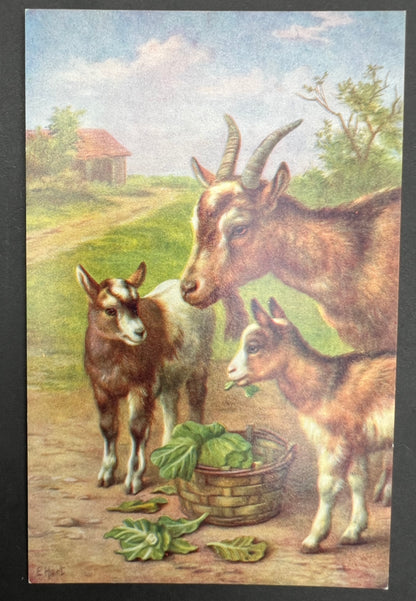 Delightful Farmyard Scene Postcards by Edgar Hunt - 1950s Salmon Water Colour Postcards - Unused