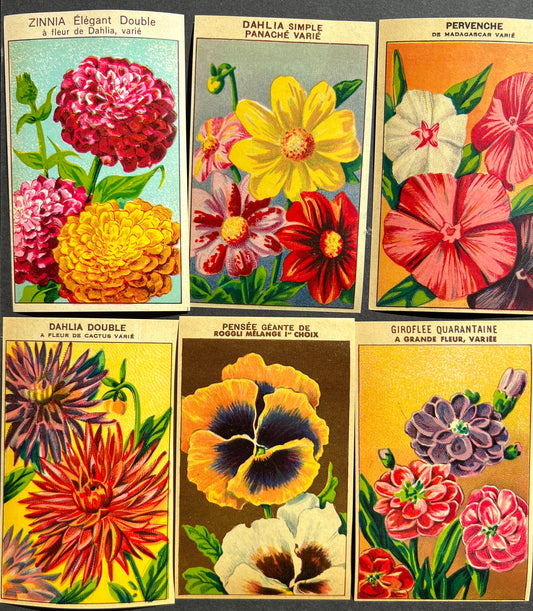 6 French 1920s Seed Packet Labels (H)