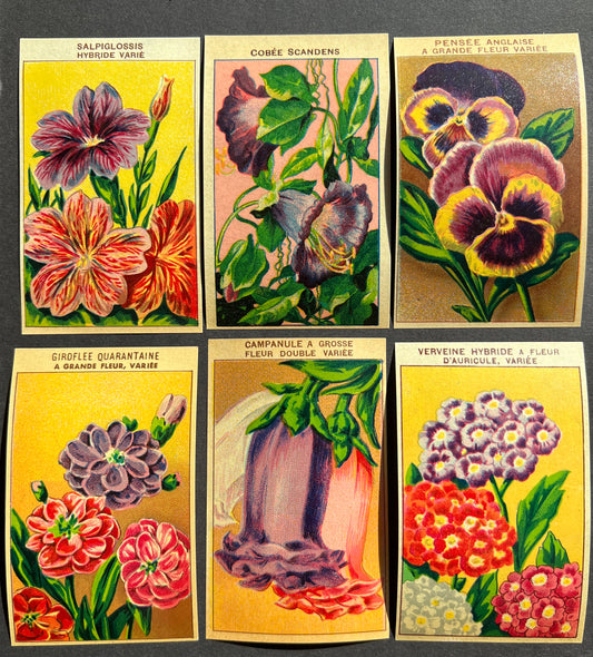 6 Gorgeous French 1920s Seed Packet Labels Pack N