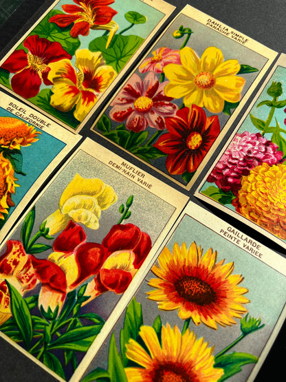 6 Gorgeous French 1920s Seed Packet Labels Pack T