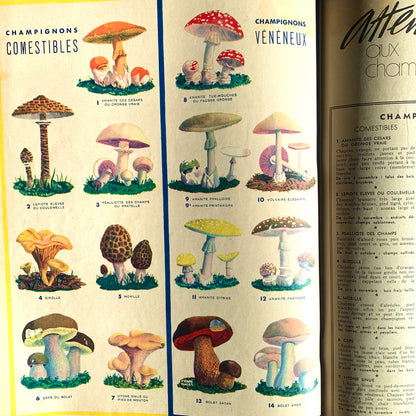 Mushroom Guide in July 1937  Issue No 22 of French MARIE CLAIRE