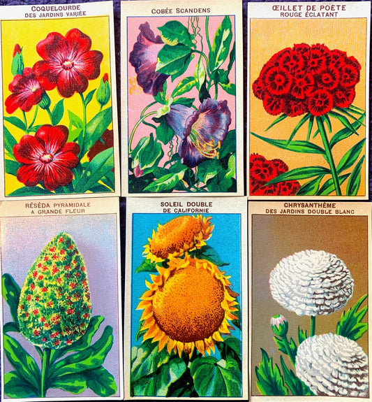 Gorgeous French 1920s Seed Packet Labels Pack M